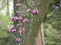 flowers09a (43)